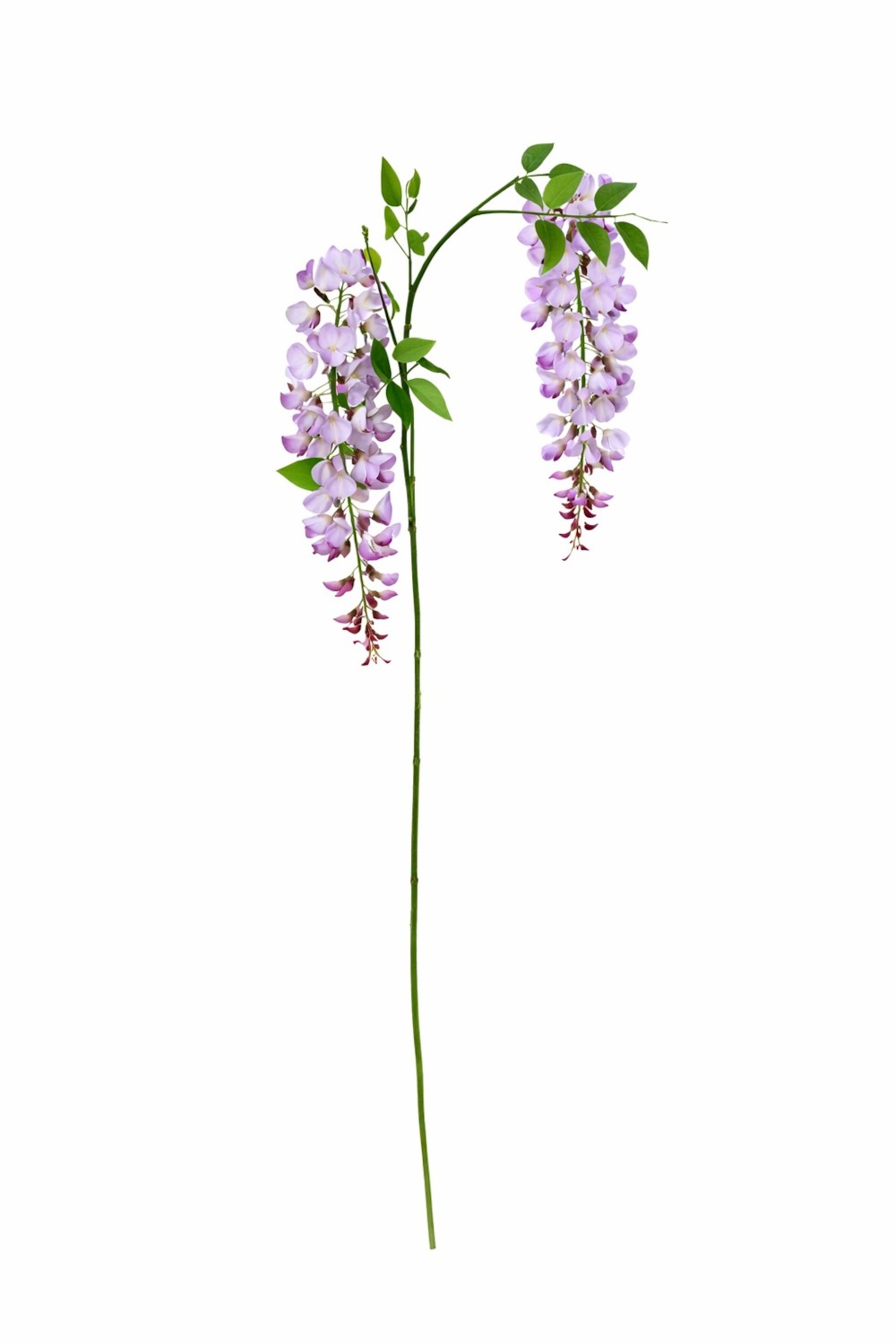 Wisteria H95 – Lule Artificiale 3