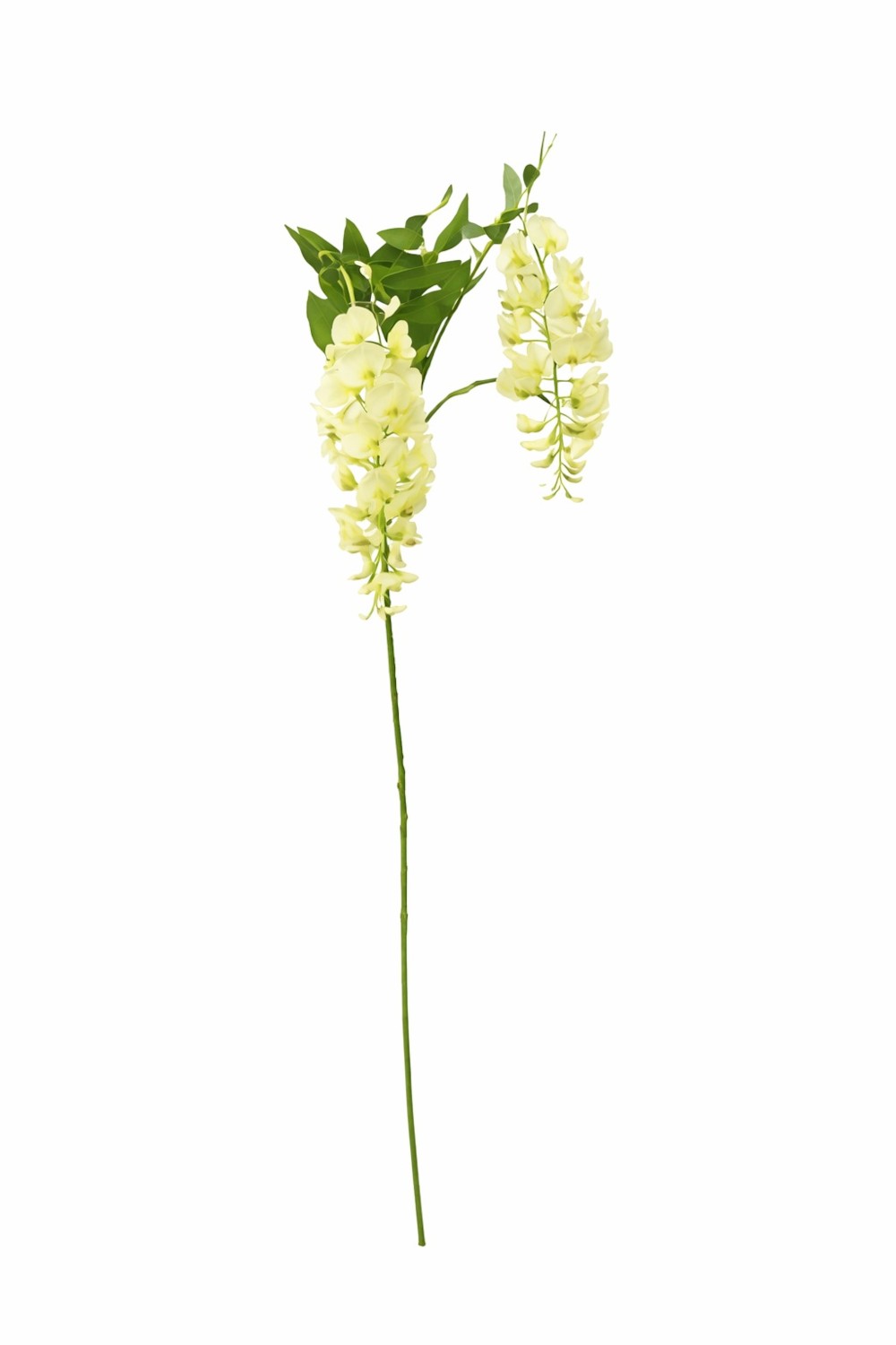 Wisteria H95 – Lule Artificiale 5