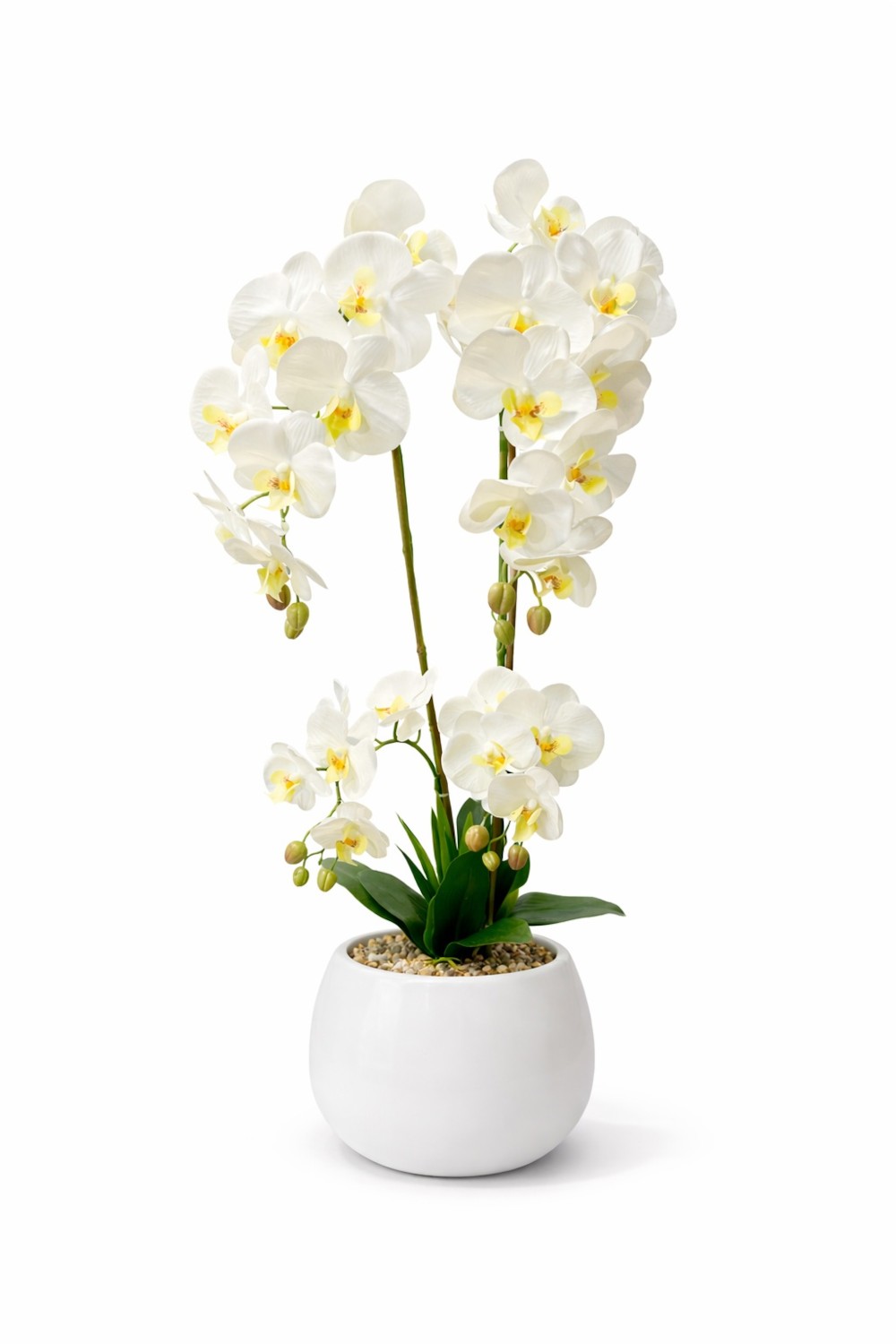 Orchide – Vazo Me Lule 2