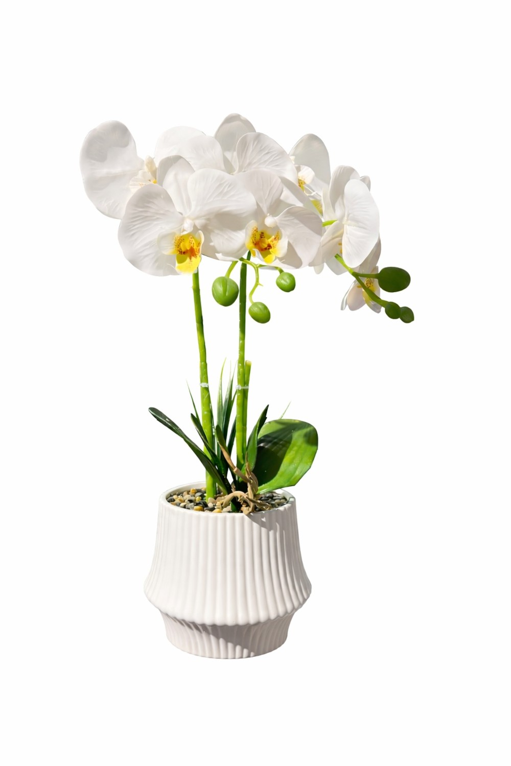Orchide – Vazo Me Lule