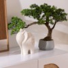Bonsai Polin H45 – Vazo Me Lule 4
