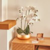 Orchide Gold H65 – Vazo Me Lule 4