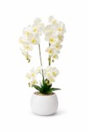 Orchide – Vazo Me Lule 3