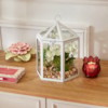 Terrarium Cage H23 – Vazo Me Lule 4